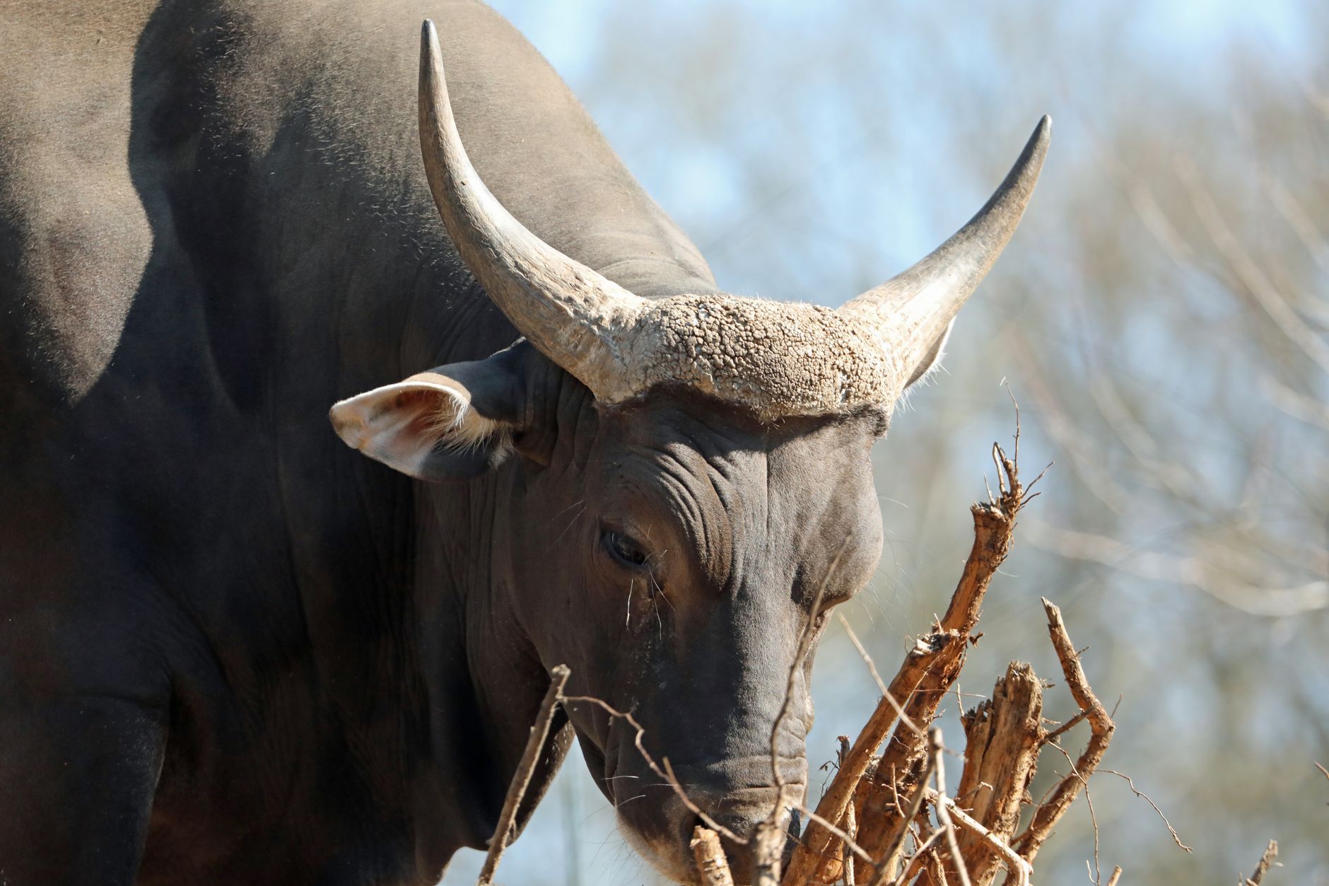 Beefalo genome study: What is the real bison ancestry?